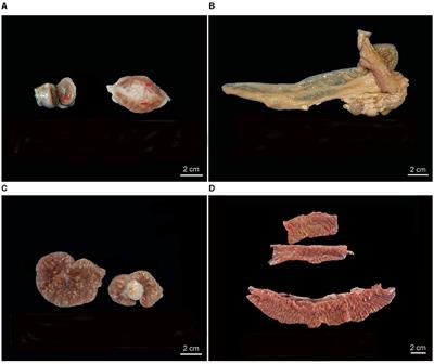 Detection of caprine paratuberculosis (Johne's disease) in pre- and post-vaccinated herds: morphological diagnosis, lesion grading, and bacterial identification